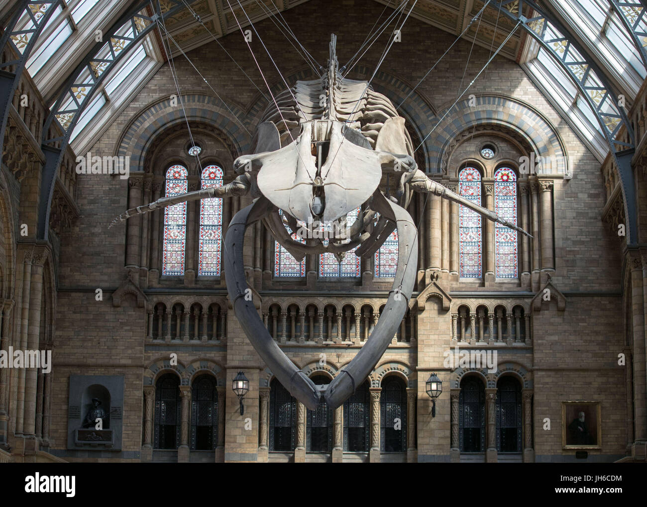 Ein blauer Wal-Skelett geht auf dem Display in Hintze Hall im Natural History Museum in London, Auswechseln von Dippy Diplodocus, die auf eine landesweite Tour von Museen und Galerien gehen wird. Stockfoto