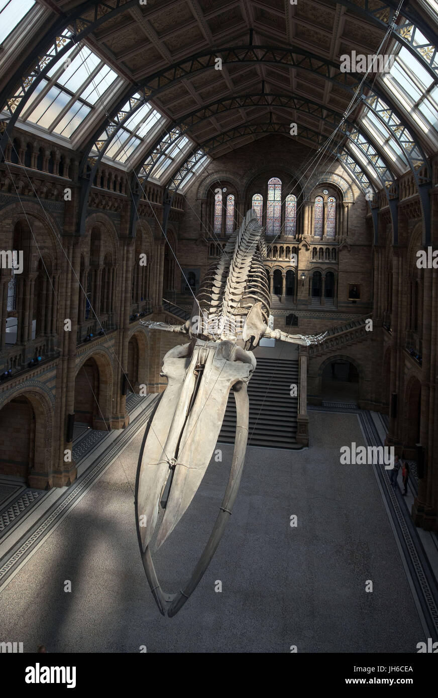 Ein blauer Wal-Skelett geht auf dem Display in Hintze Hall im Natural History Museum in London, Auswechseln von Dippy Diplodocus, die auf eine landesweite Tour von Museen und Galerien gehen wird. Stockfoto