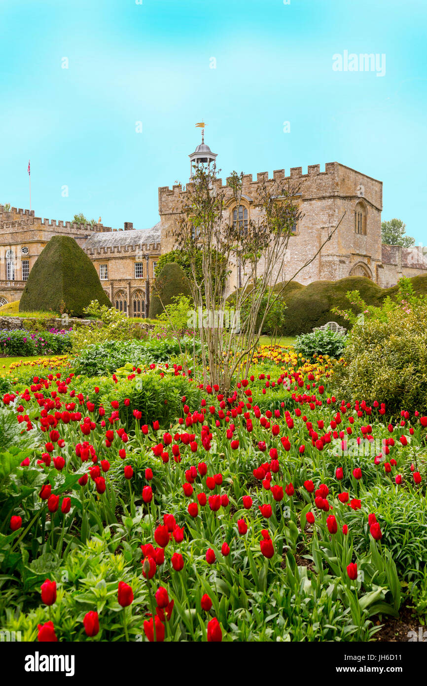 Bunte Tulpen an Forde Abtei Tulip Festival, Dorset, England, UK Stockfoto