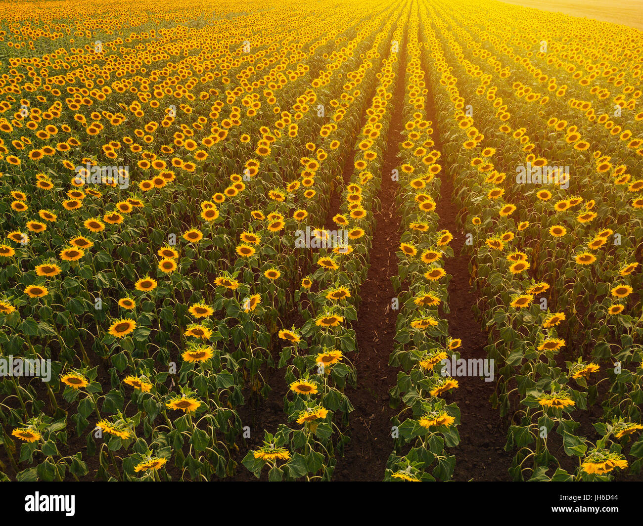 Luftaufnahme des Sonnenblumenfeld im Sommer Sonnenuntergang, kultivierten Nutzpflanzen aus Sicht der Drohne Stockfoto