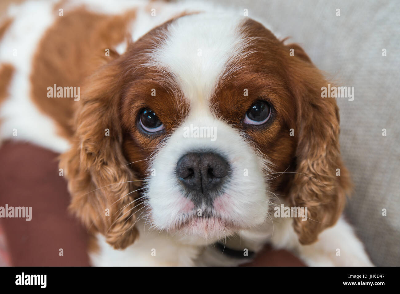 Cavalier King Charles Spaniel posiert Stockfoto
