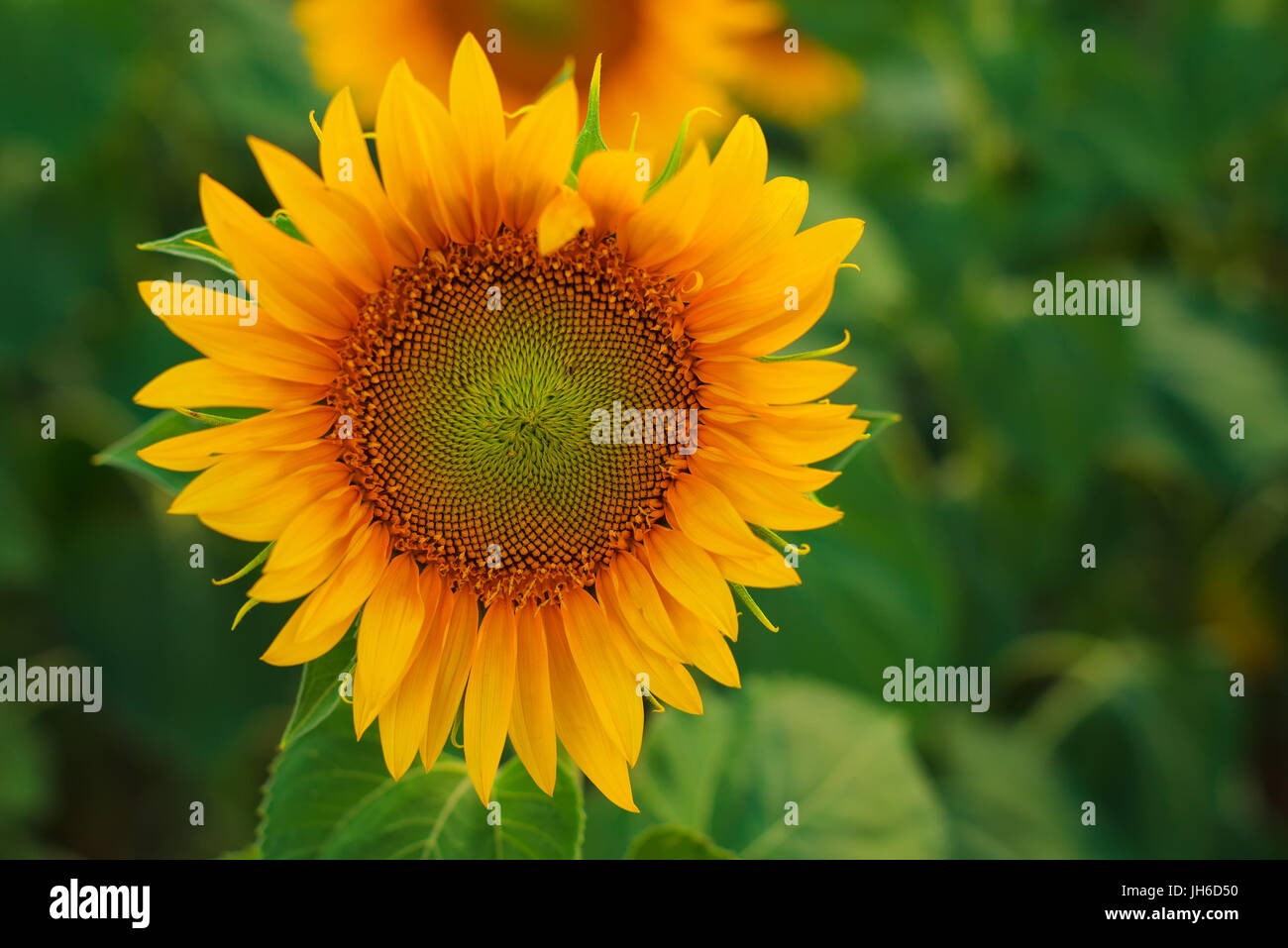 Sonnenblumen blühen im Feld angebauten Nutzpflanze Stockfoto