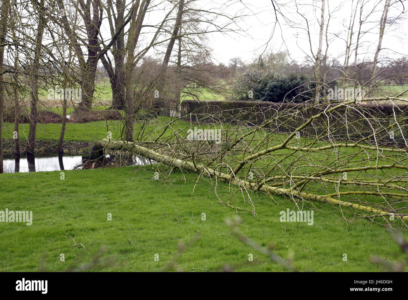 Umgestürzter Baum in Bungay, Suffolk durch Sturm Doris. Stockfoto