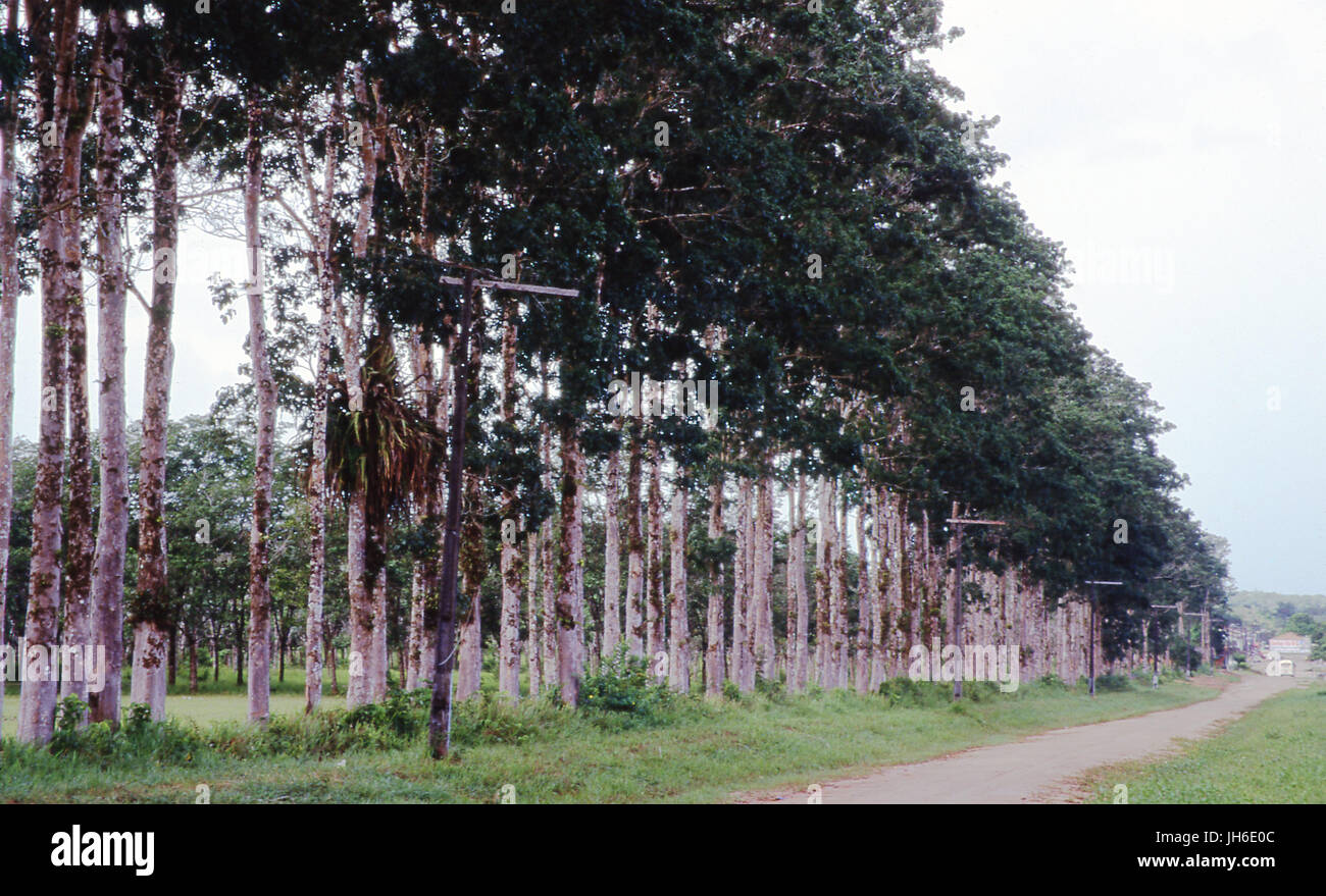 IPE Stockfoto