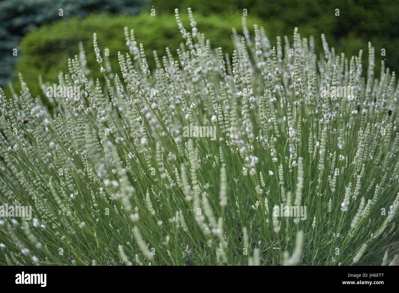 Reichlich blühen weiße Lavendel Busch Lavandula intermedia Edelweiß Stockfoto