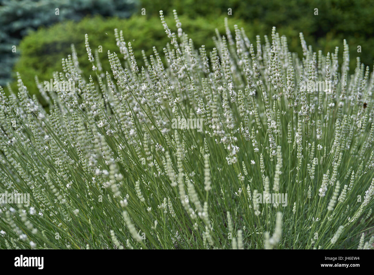 Reichlich blühen weiße Lavendel Busch Lavandula intermedia Edelweiß Stockfoto