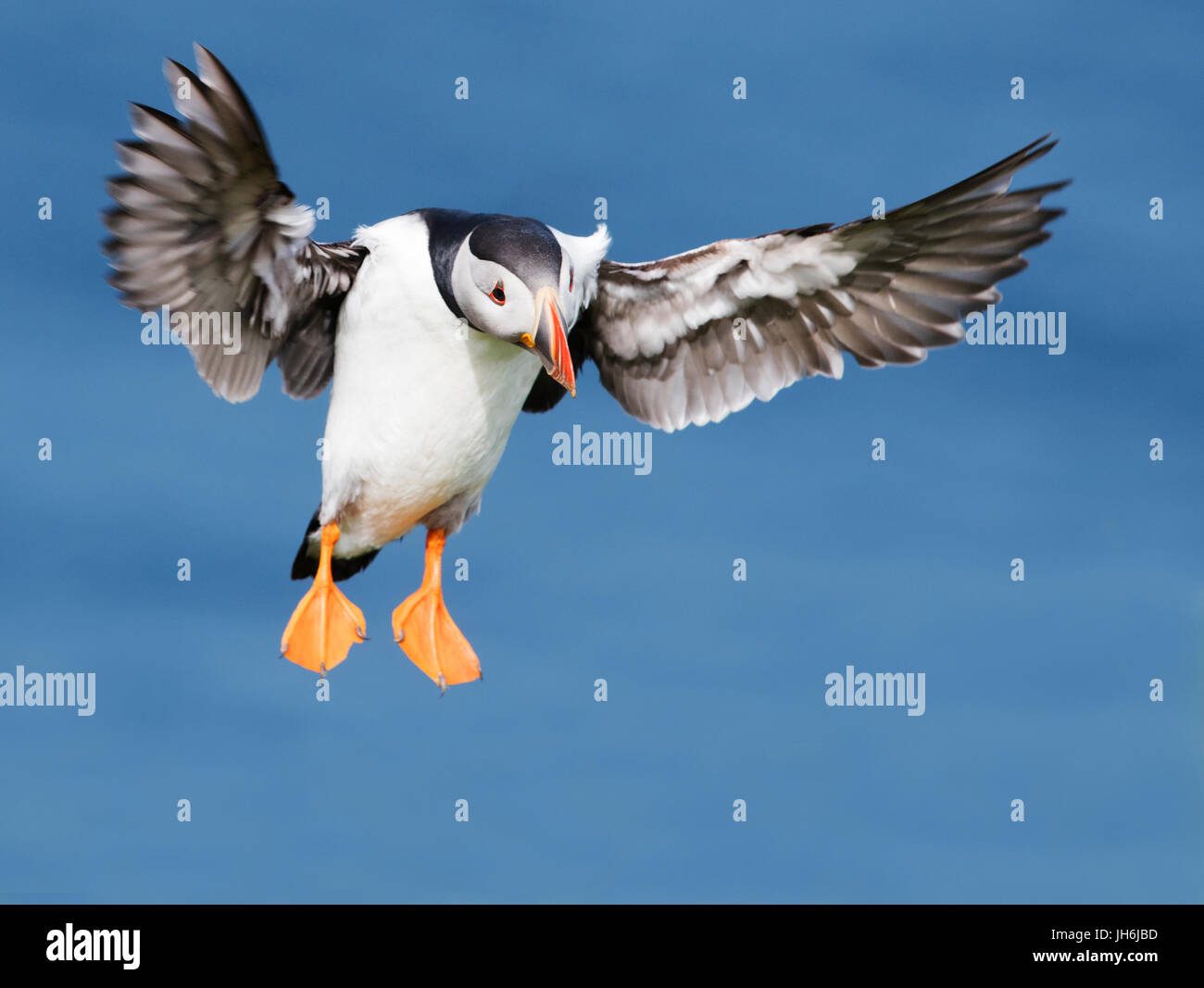 Ein Papageientaucher (Fratercula Arctica) fliegt im Land bei Sumburgh Head, Shetland, UK Stockfoto