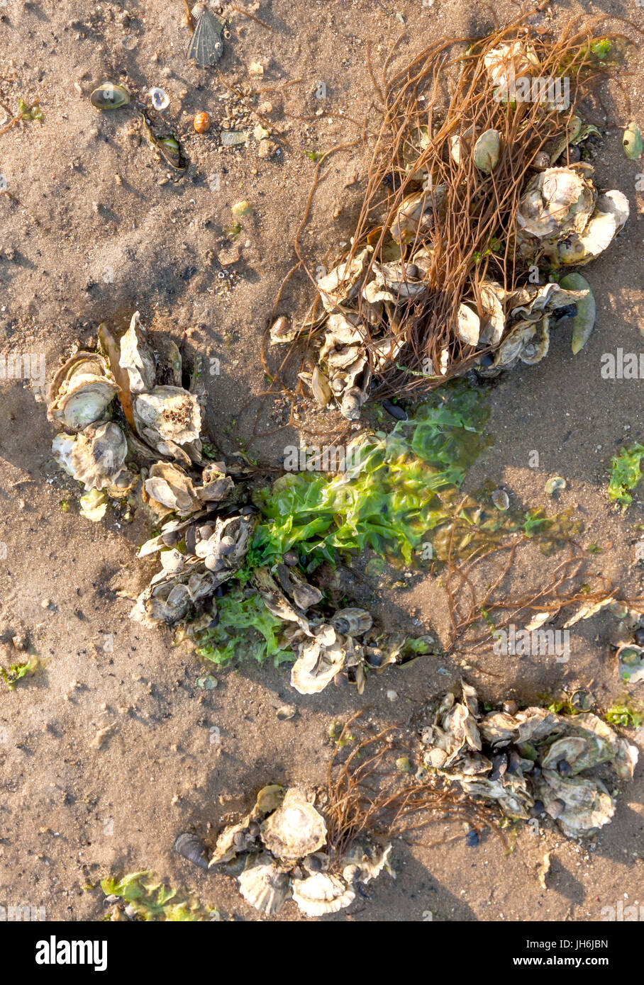 Algen und Austern Muscheln im Sand. Stockfoto