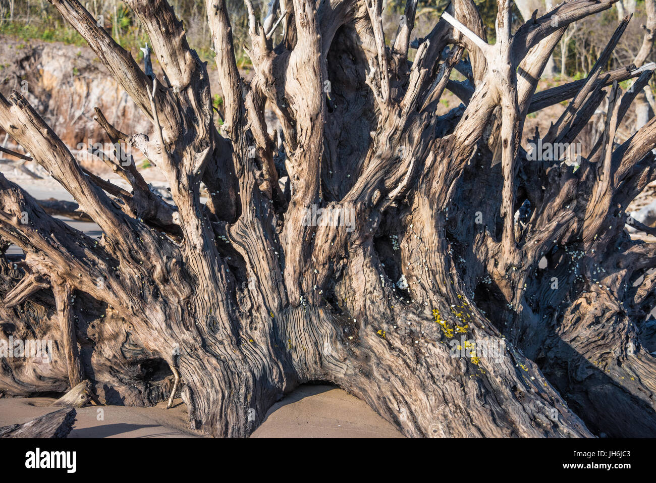 Verwitterte Treibholz am Strand von Talon im Big Talbot Island State Park im Nordosten Floridas. (USA) Stockfoto