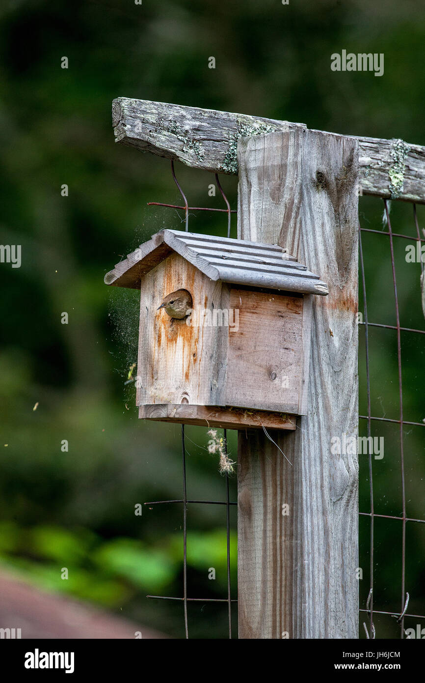 Eine nördliche Haus Zaunkönig, Troglodytes Aedon, ergibt sich aus einem Hinterhof-Vogel-Haus in Lissabon, New Hampshire, USA. Stockfoto