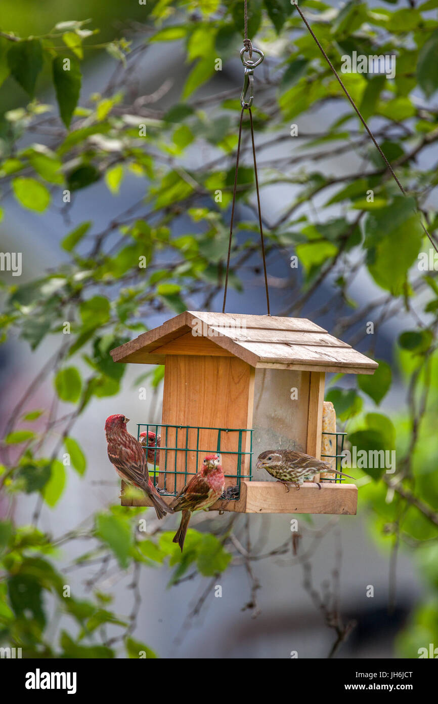 Männliche und weibliche lila Finken, Haemorhous Purpureus, Essen Sonnenblumenkerne aus einer hängenden Garten Futterhaus in Lissabon, NH, USA. Stockfoto