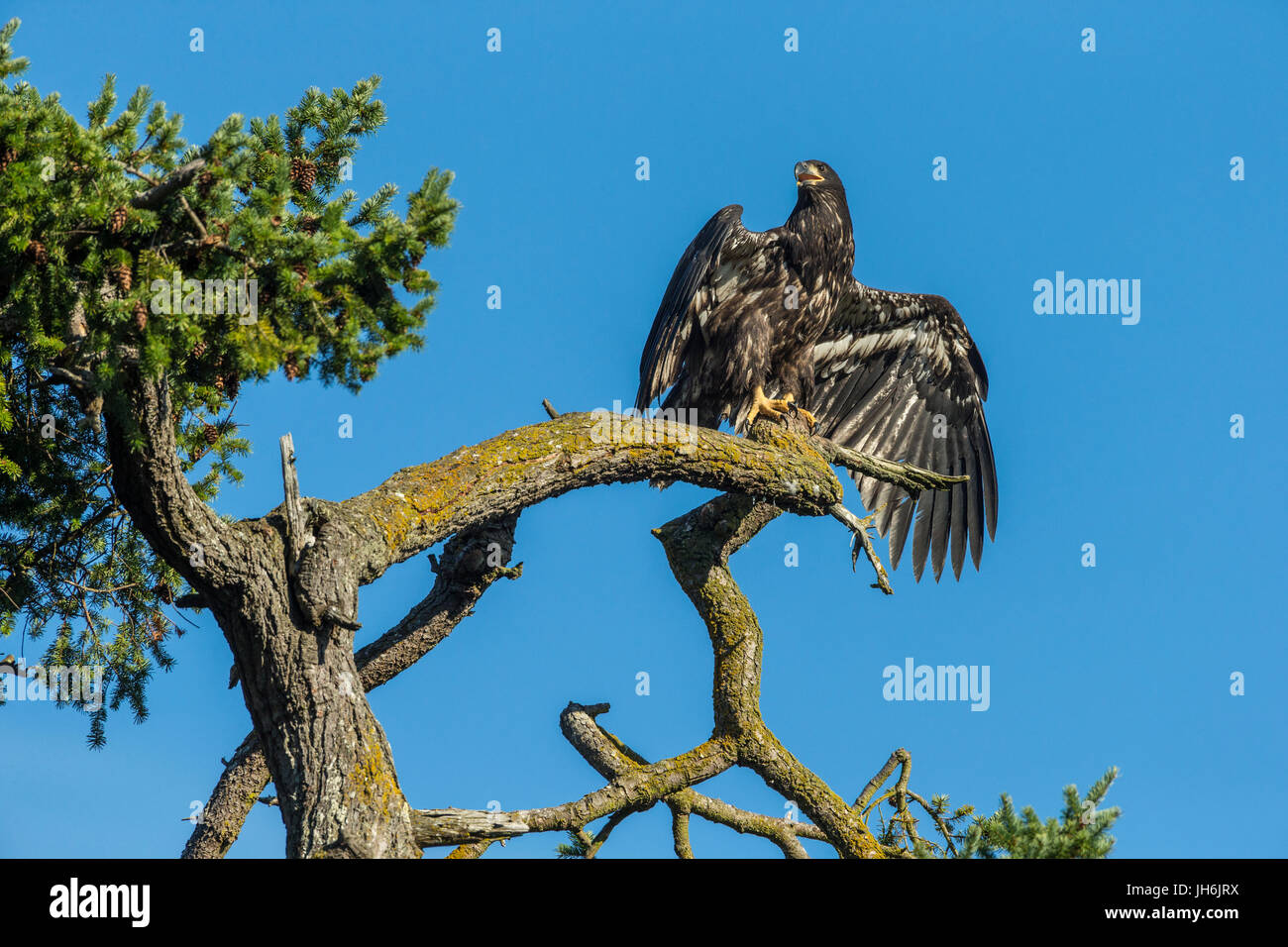 Juvenile neu flügge Weißkopfseeadler Eaglet gehockt Douglasie mit Blick auf Roberts Bay-Sidney, British Columbia, Kanada. Stockfoto