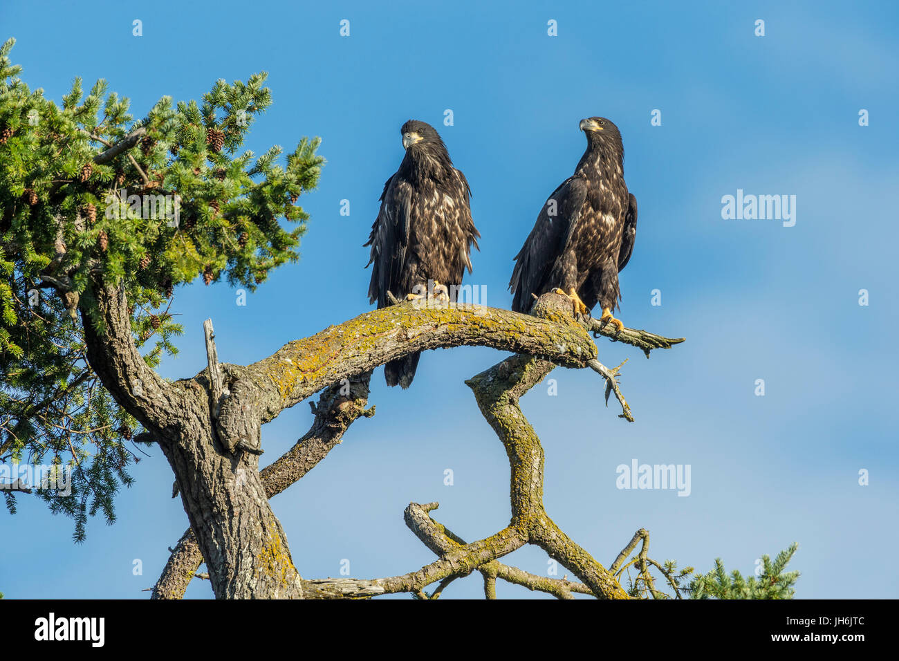 Juvenile neu flügge Weißkopfseeadler Eaglet gehockt Douglasie mit Blick auf Roberts Bay-Sidney, British Columbia, Kanada. Stockfoto