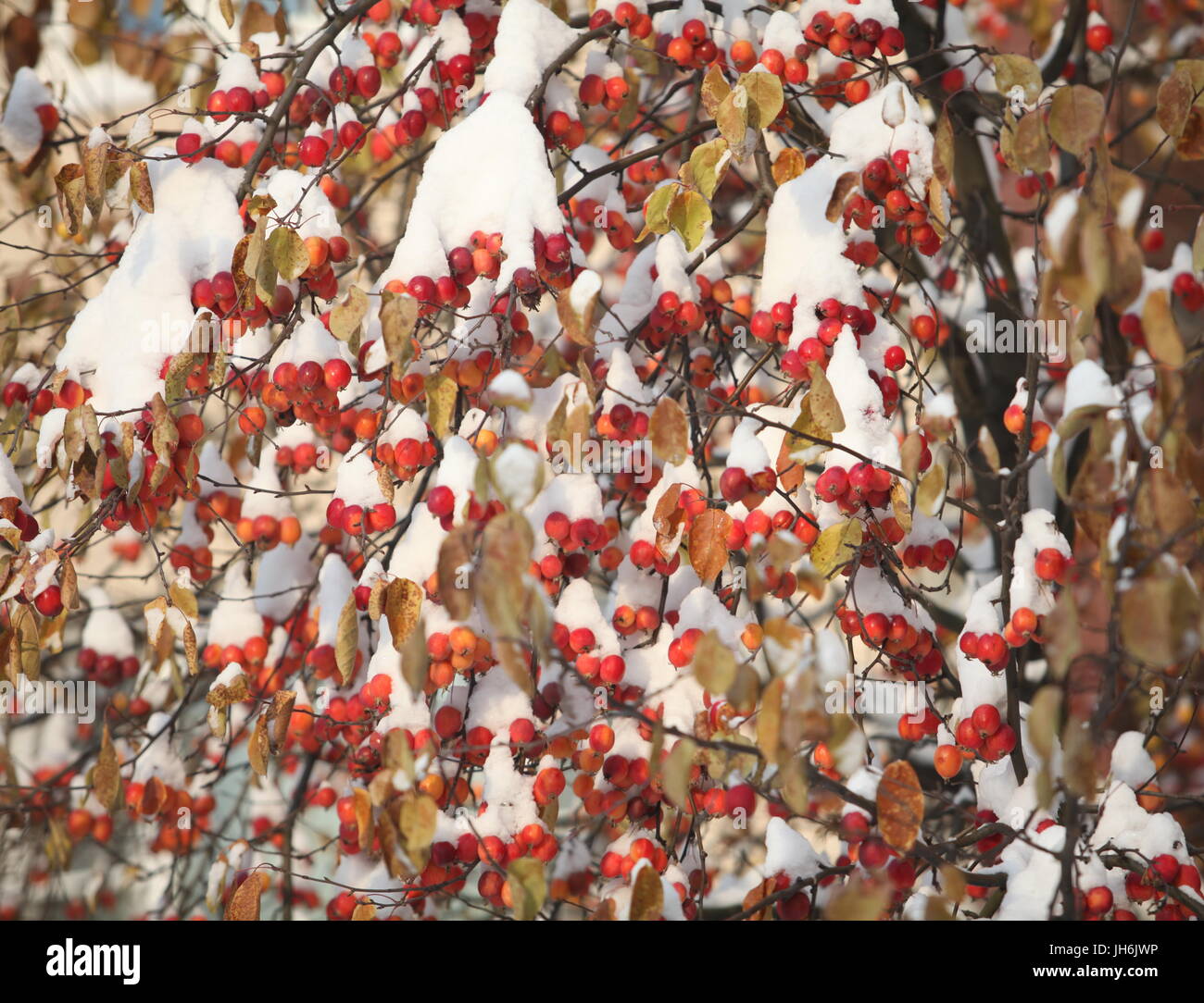 rote Äpfel auf den Zweigen mit Schnee bedeckt Stockfoto