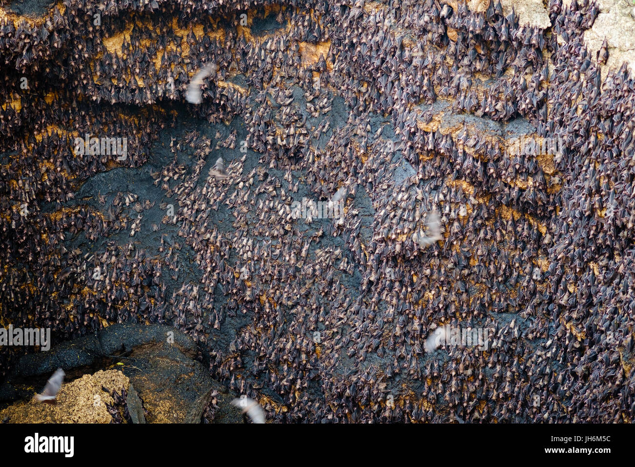 Flughunde bei Monfort Fledermaus Höhle Stockfoto