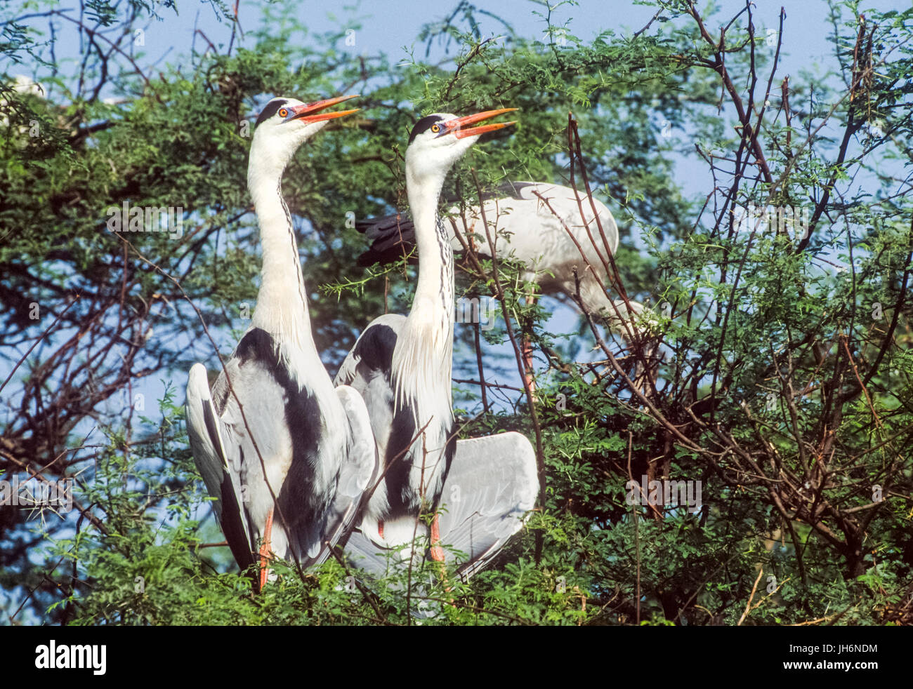Graureiher (Ardea cinerea), Sonnenbaden, Zuchtpaar, Keoladeo Ghana National Park, Bharatpur, Rajasthan, Indien Stockfoto