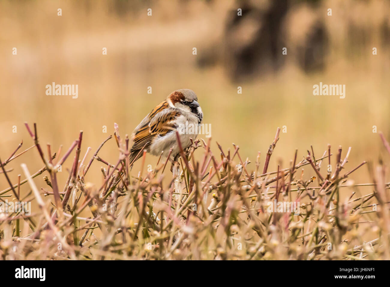 Haussperling oder Passer Domesticus ist ein Vogel der Spatz Familie Passeridae, gefunden in den meisten Teilen der Welt Stockfoto