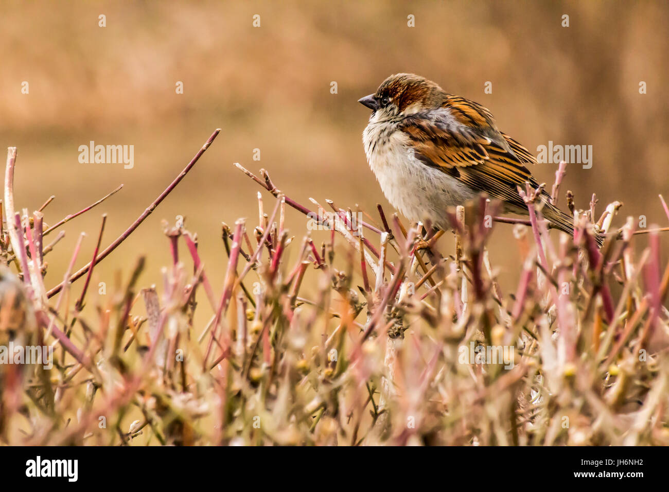 Haussperling oder Passer Domesticus ist ein Vogel der Spatz Familie Passeridae, gefunden in den meisten Teilen der Welt Stockfoto