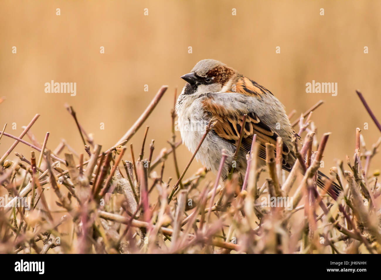 Haussperling oder Passer Domesticus ist ein Vogel der Spatz Familie Passeridae, gefunden in den meisten Teilen der Welt Stockfoto