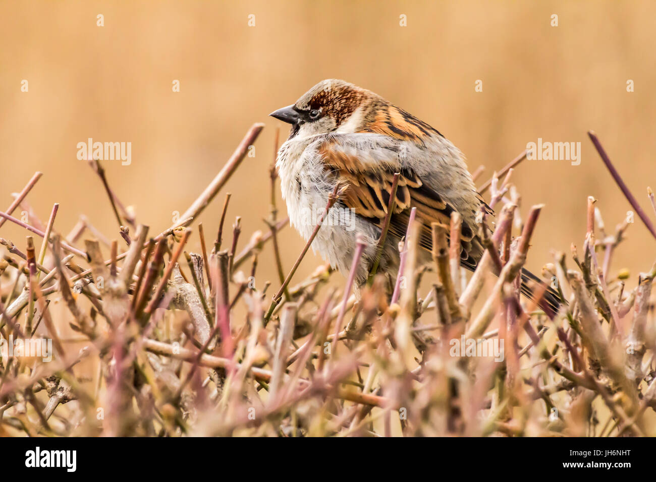 Haussperling oder Passer Domesticus ist ein Vogel der Spatz Familie Passeridae, gefunden in den meisten Teilen der Welt Stockfoto