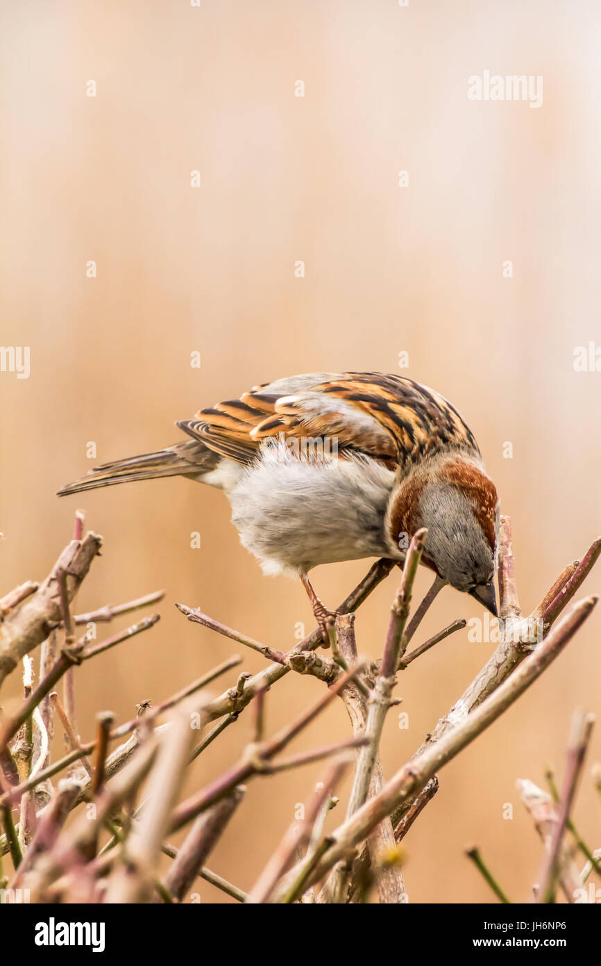 Haussperling oder Passer Domesticus ist ein Vogel der Spatz Familie Passeridae, gefunden in den meisten Teilen der Welt Stockfoto