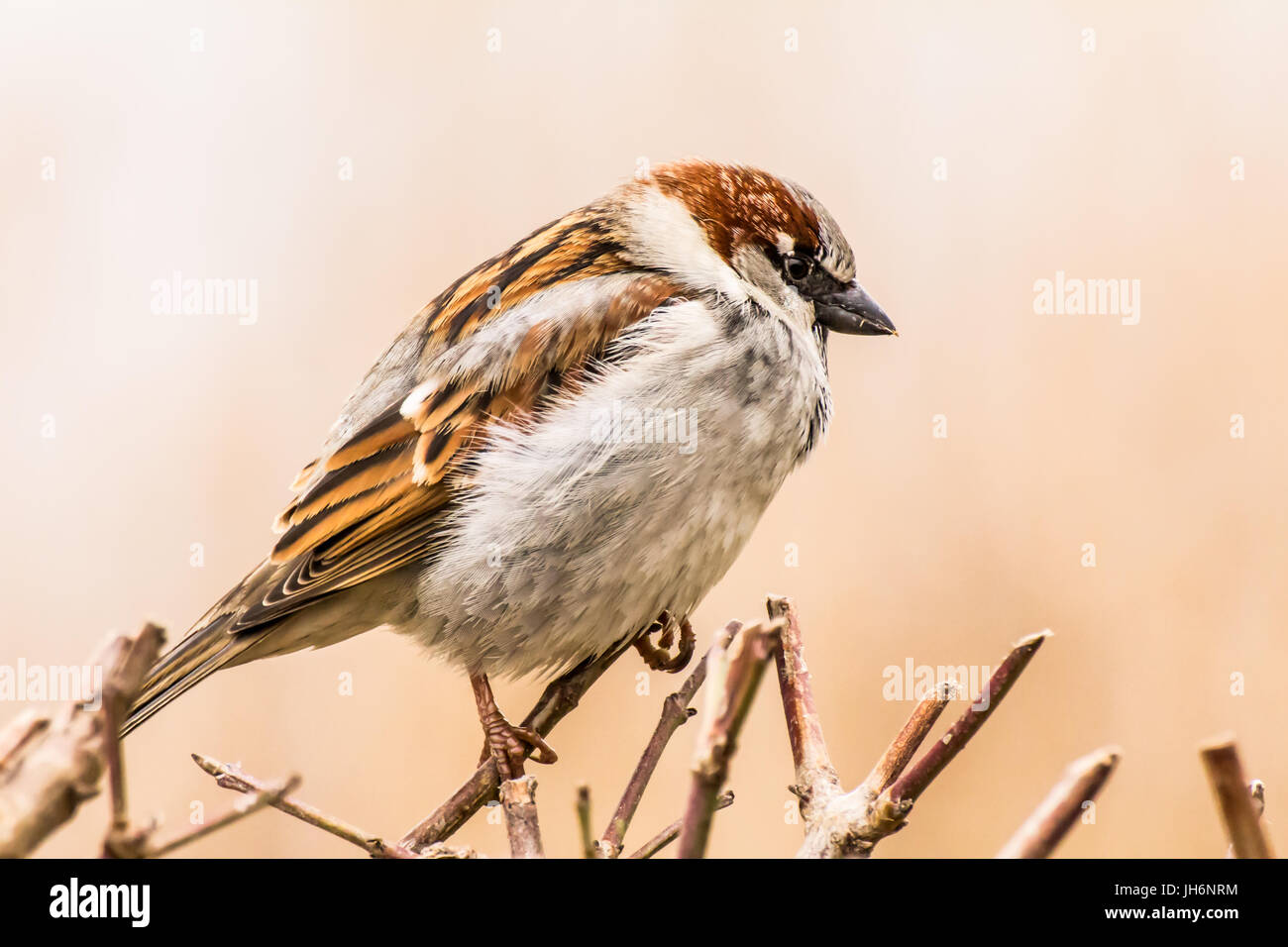 Haussperling oder Passer Domesticus ist ein Vogel der Spatz Familie Passeridae, gefunden in den meisten Teilen der Welt Stockfoto