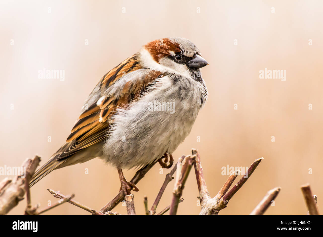 Haussperling oder Passer Domesticus ist ein Vogel der Spatz Familie Passeridae, gefunden in den meisten Teilen der Welt Stockfoto