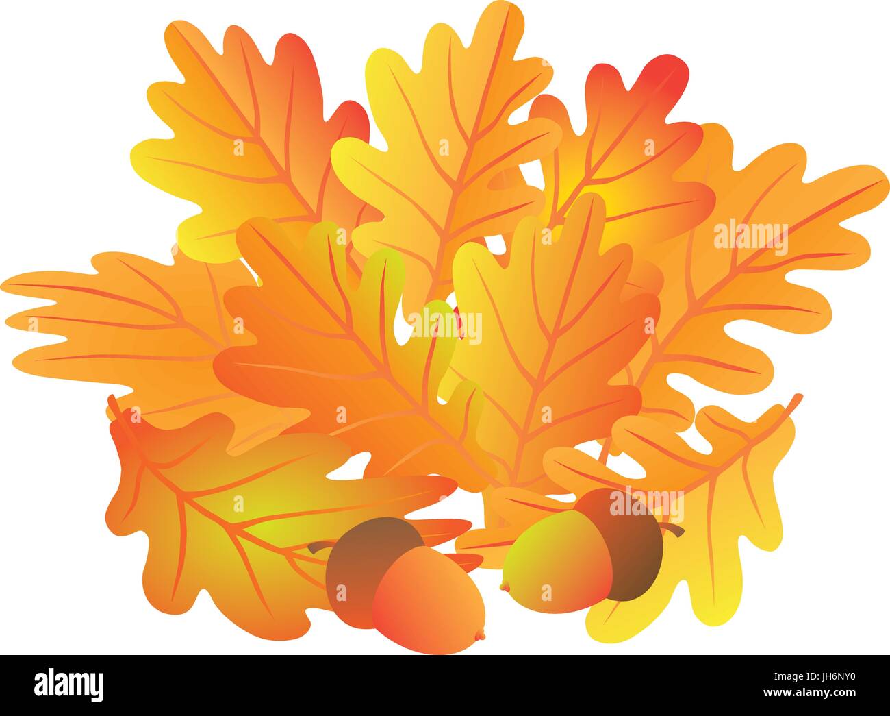 Eichenlaub und Eicheln in Herbstfarben isoliert auf weißem Hintergrund Farbe Abbildung Stock Vektor