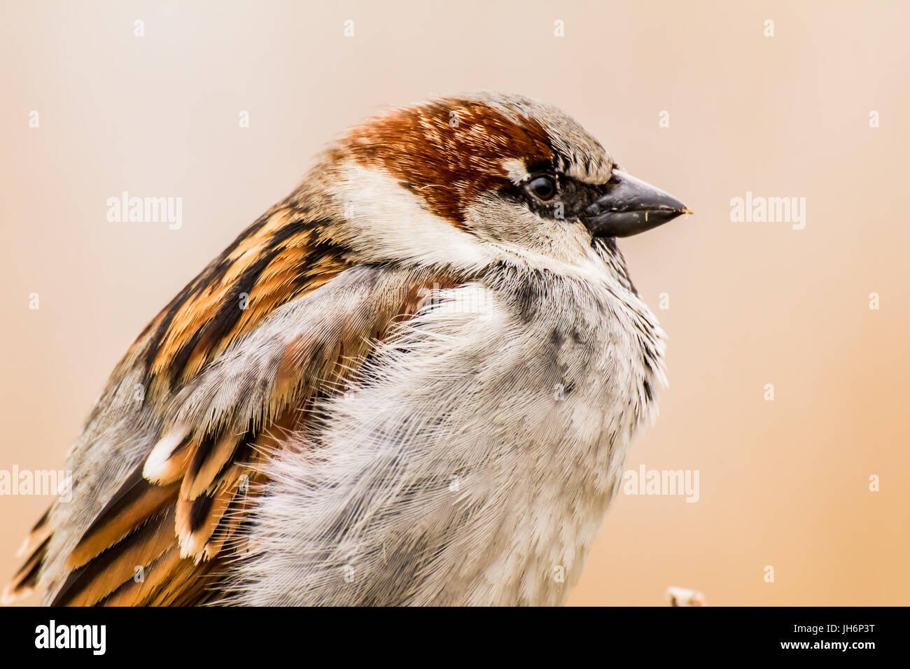 Haussperling oder Passer Domesticus ist ein Vogel der Spatz Familie Passeridae, gefunden in den meisten Teilen der Welt Stockfoto