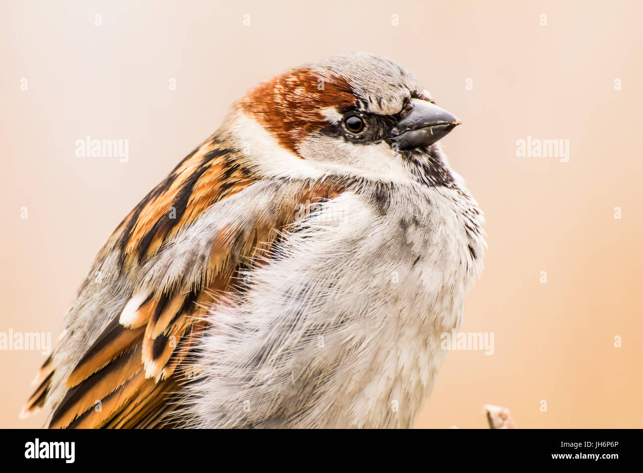 Haussperling oder Passer Domesticus ist ein Vogel der Spatz Familie Passeridae, gefunden in den meisten Teilen der Welt Stockfoto