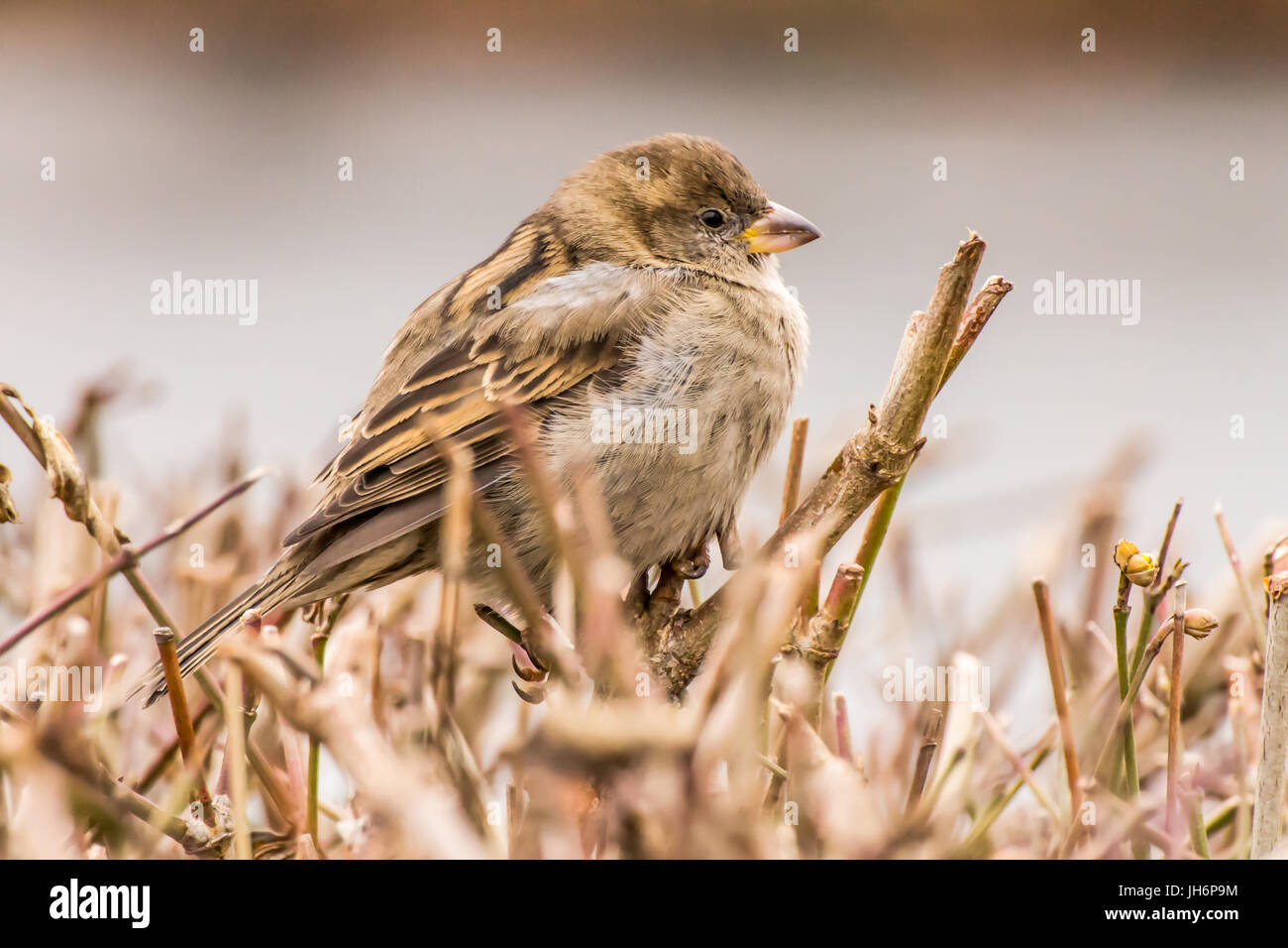 Haussperling oder Passer Domesticus ist ein Vogel der Spatz Familie Passeridae, gefunden in den meisten Teilen der Welt Stockfoto