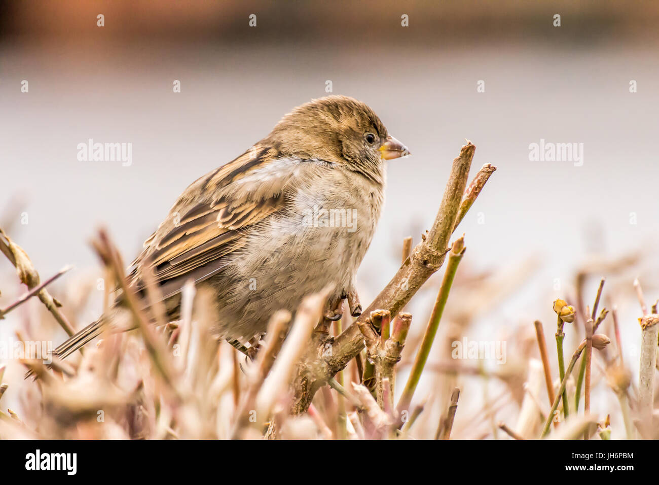 Haussperling oder Passer Domesticus ist ein Vogel der Spatz Familie Passeridae, gefunden in den meisten Teilen der Welt Stockfoto