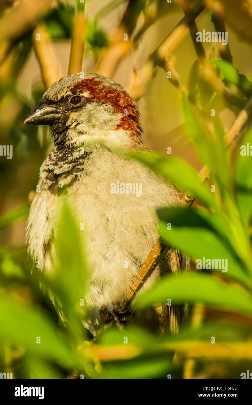 Haussperling oder Passer Domesticus ist ein Vogel der Spatz Familie Passeridae, gefunden in den meisten Teilen der Welt Stockfoto