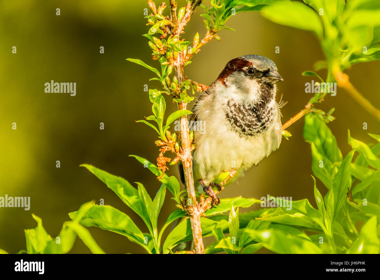 Haussperling oder Passer Domesticus ist ein Vogel der Spatz Familie Passeridae, gefunden in den meisten Teilen der Welt Stockfoto