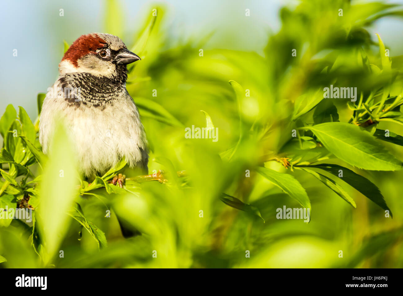Haussperling oder Passer Domesticus ist ein Vogel der Spatz Familie Passeridae, gefunden in den meisten Teilen der Welt Stockfoto