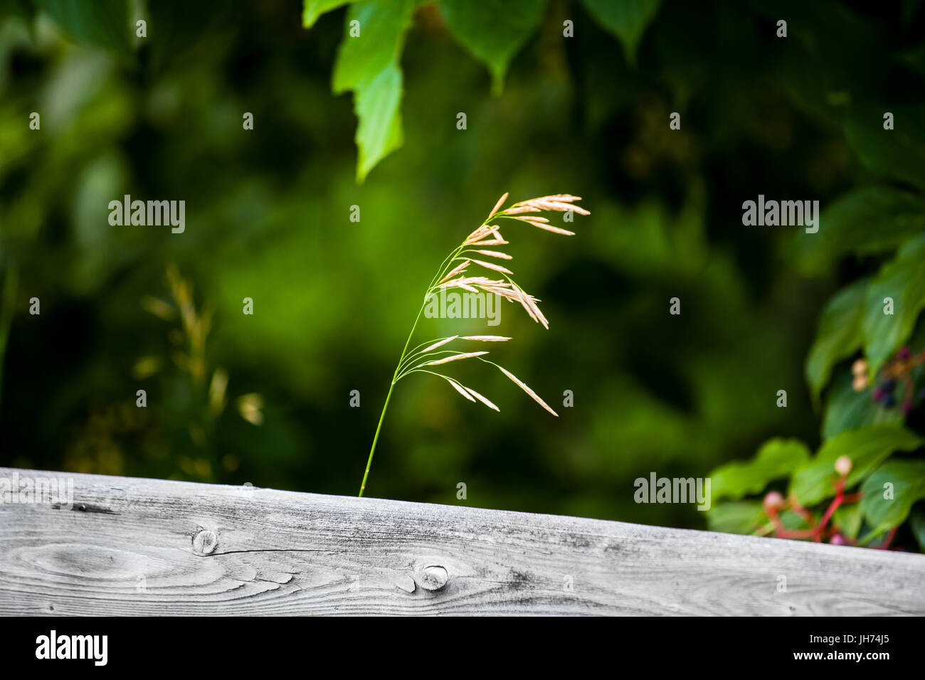 Woodland-Szene mit einzelnen wilden Weizen und grünem Hintergrund Stockfoto