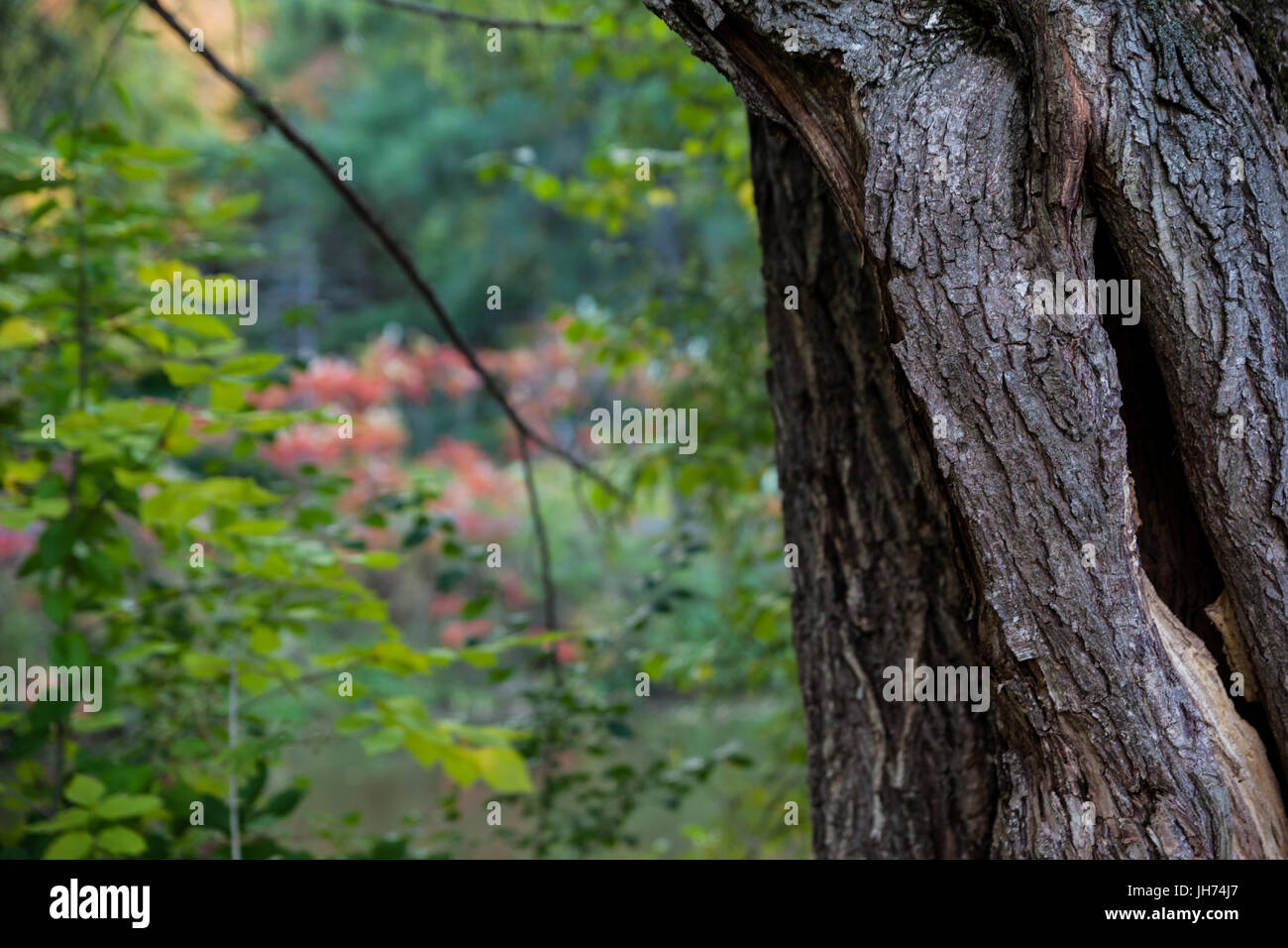 Baumstamm in der Nähe bis zu richtig mit verblassten Hintergrund nach links Stockfoto