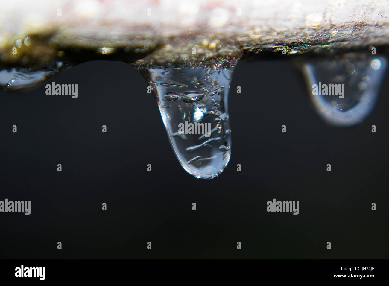 Eine Makro-Aufnahme von einigen winzigen Eiszapfen hängen an einem Ast Stockfoto