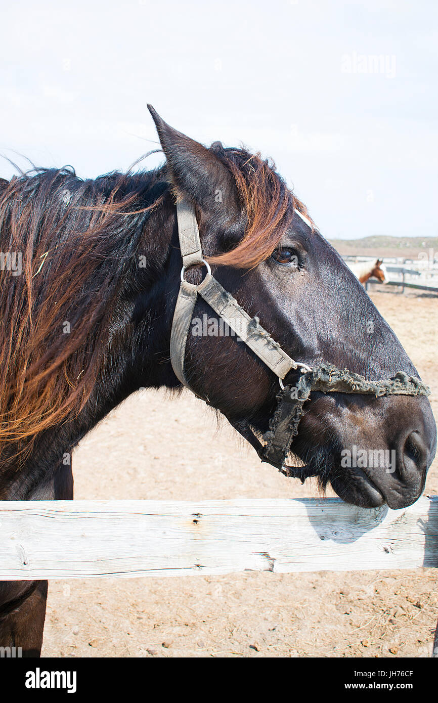 Ein schwarzes Pferd auf einer Weide, beugte sich über einen hölzernen Zaun auf einer Ranch in Corpus Christi, Texas Stockfoto