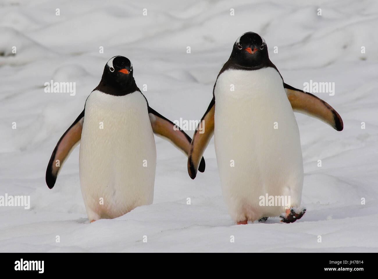 Pinguine flossen aus -Fotos und -Bildmaterial in hoher Auflösung – Alamy