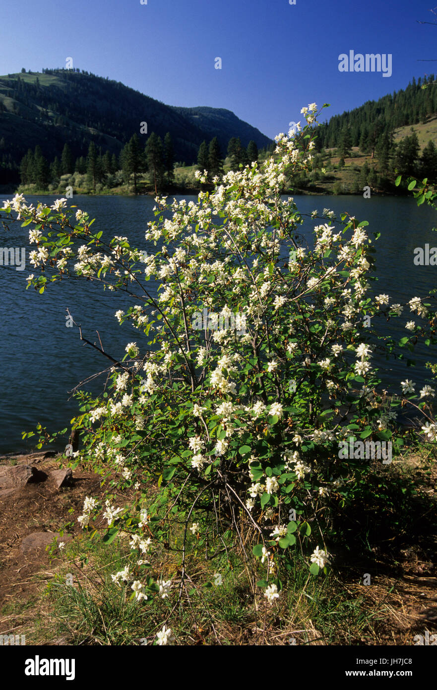 Elsbeere in voller Blüte auf Fish Lake, Sinlahekin Wildlife Area, Washington Stockfoto