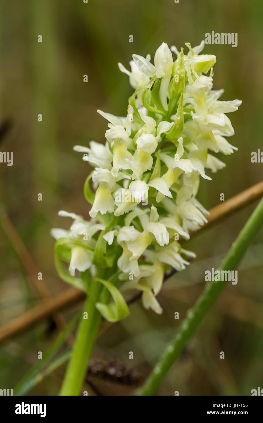 Eine schne seltene weie wilde Orchidee blht im Sommer Moor. Nahaufnahme  Makro-Foto, geringe Schrfentiefe Stockfotografie - Alamy
