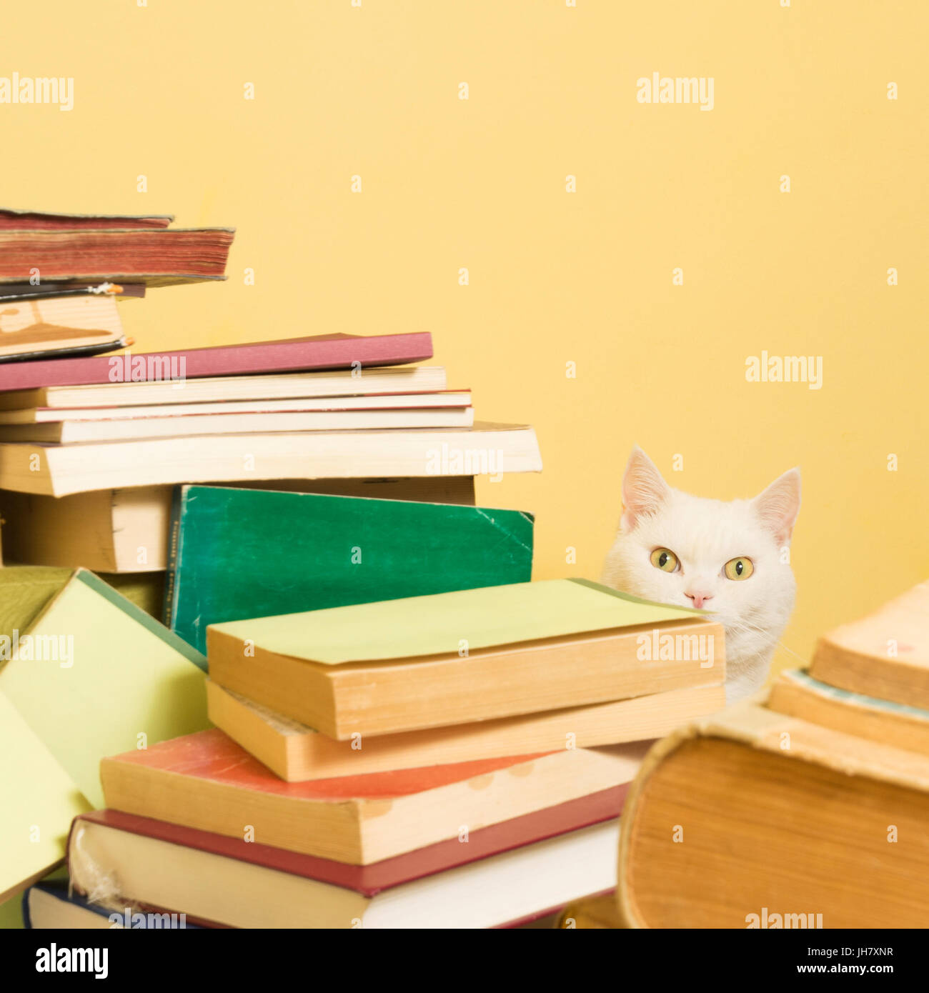 Schöne weiße Katze ist hinter einem Stapel Bücher einsehen. Selektiven Fokus. Stockfoto
