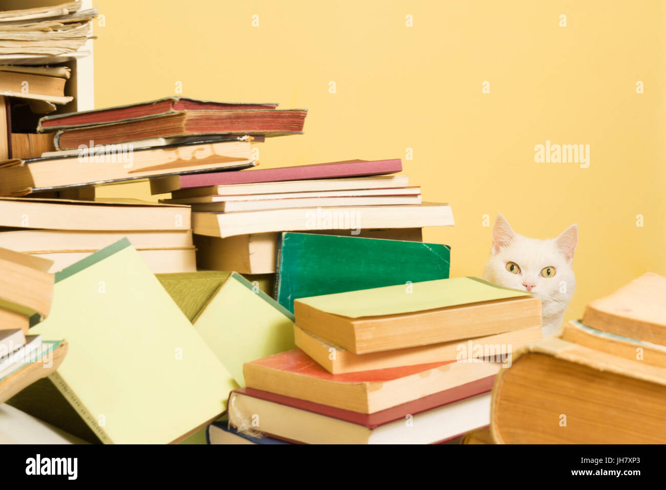 Schöne weiße Katze ist hinter einem Stapel Bücher einsehen. Selektiven Fokus. Stockfoto