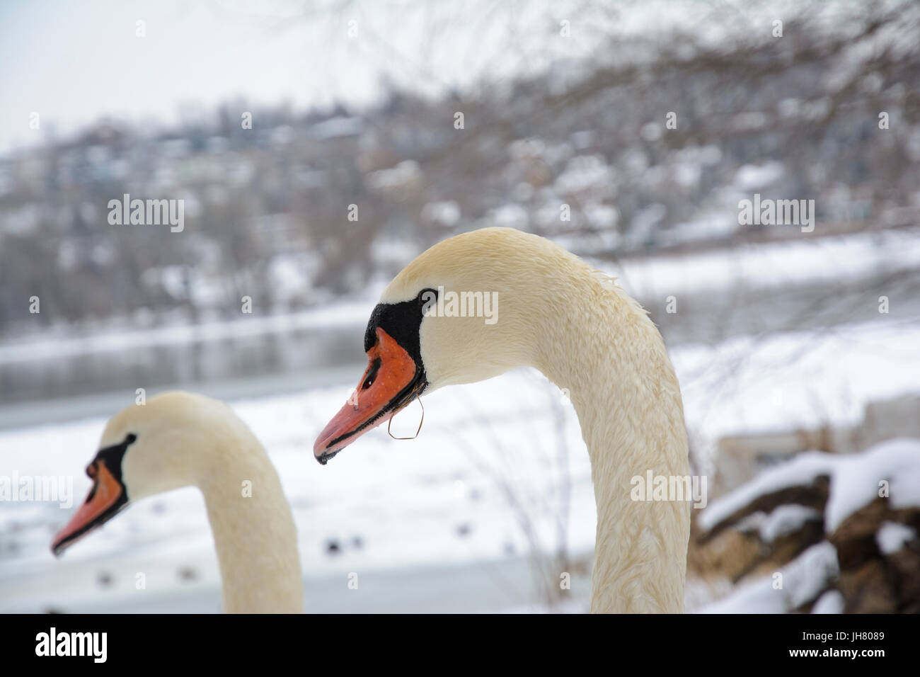 Swan-Kopf. Winterlandschaft und einem anderen Schwan Kopf im unscharfen Hintergrund sichtbar. Selektiven Fokus. Stockfoto