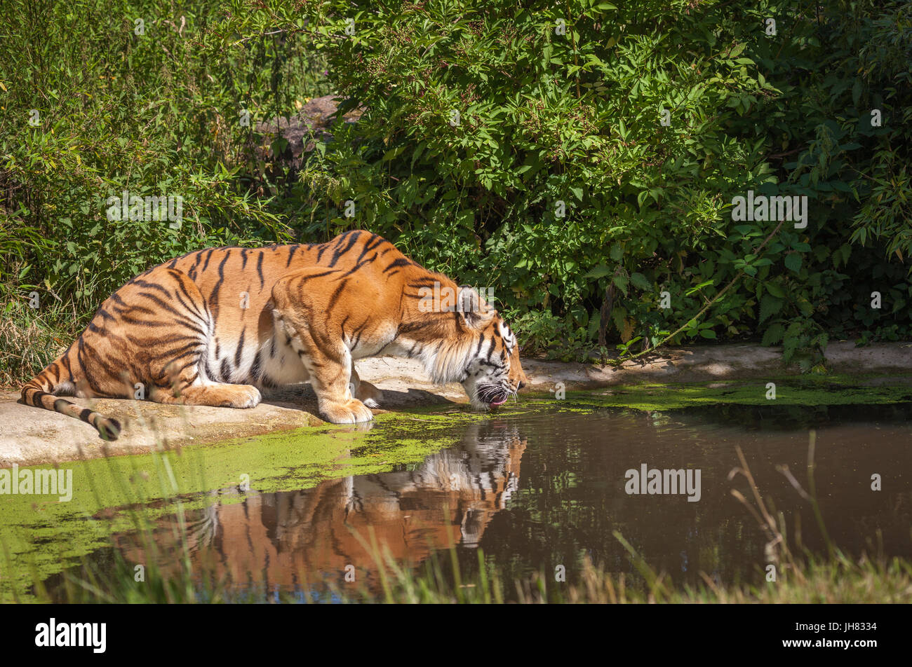 Tiger in Woburn Safari park Stockfoto