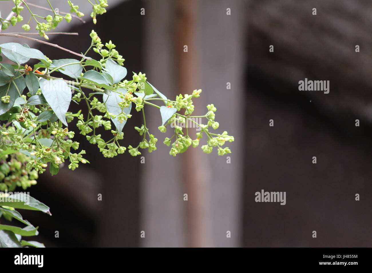 Nacht-blühender Jasmin Knospen aka Parijat / "Baum der Trauer wissenschaftlicher Name: Nyctanthes Arbor-Tristis Stockfoto