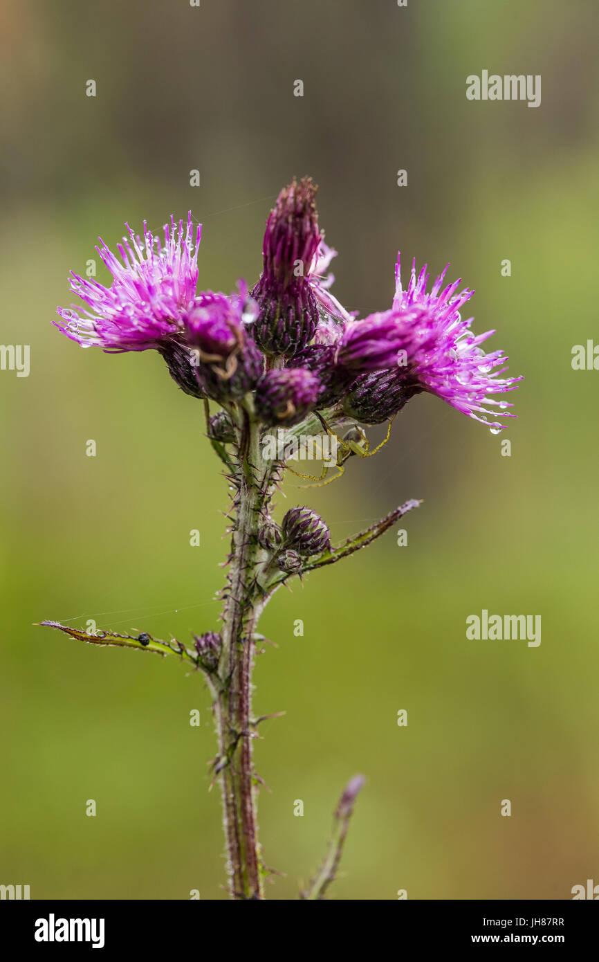 Eine schöne lebendige lila Distel Blume in einem Sumpf nach dem Regen. Geringe Schärfentiefe Feld Nahaufnahme Makro-Foto. Stockfoto