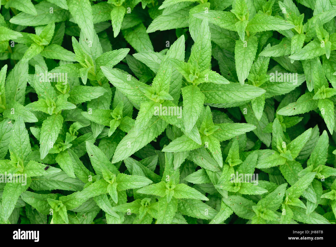 frische grüne Minze (Mentha Piperita oder Mentha Balsamea Willd) verlässt Hintergrund Stockfoto