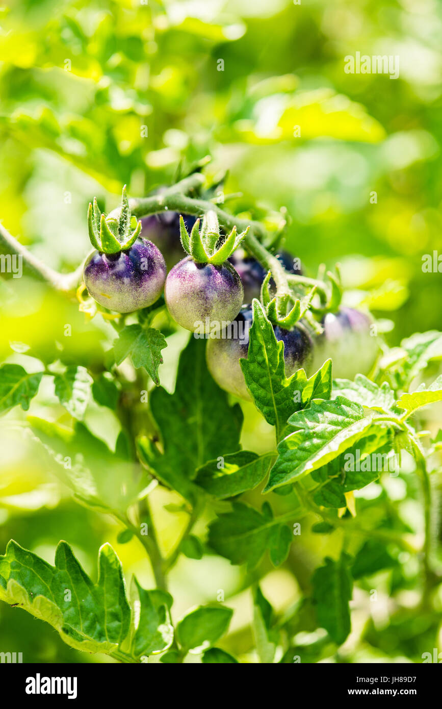 Tomaten-lila-Beere - Solanum Lycopersicum - botanische beckgrounds  Stockfotografie - Alamy